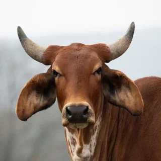 گوساله