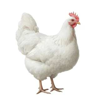 مرغ